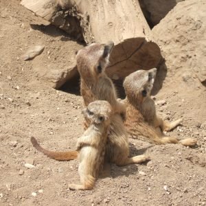Durrells Zoo Jersey Meerkats