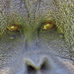 Durrells Zoo Jersey Scary eyes