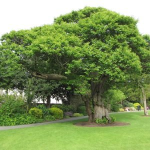 Howard Davis Park Jersey