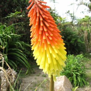 Howard Davis Park Jersey