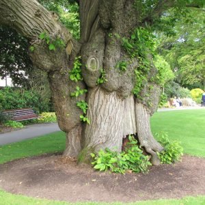 Howard Davis Park Jersey