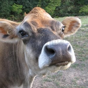 jersey cow cock a snoot