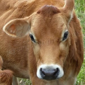 jersey cow with cocked ear