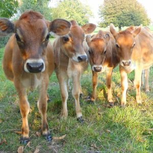 jersey cow out for a stroll