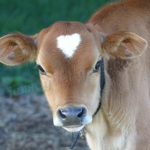 jersey cow sweetheart