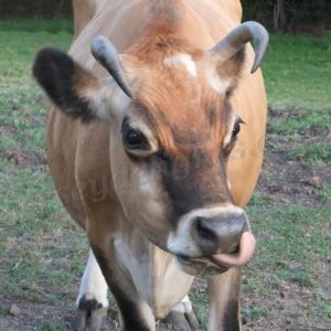 jersey cow wet nose