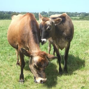 jersey cow are you listening