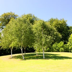 Queens Valley Jersey