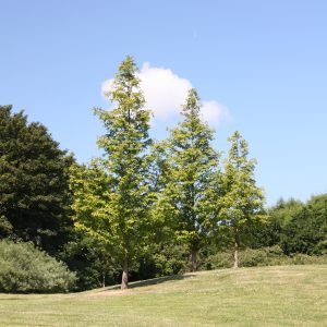 Queens Valley Jersey