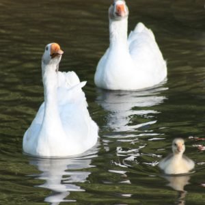 Queens Valley Jersey