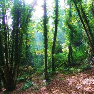 St Catherines Jersey